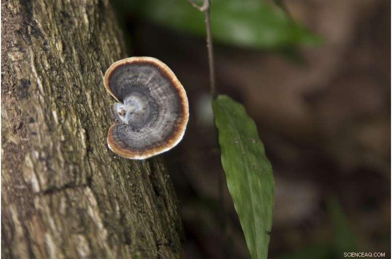 Groundbreaking Ridge-to-Reef Census Reveals Vast Hidden Microbial Reservoirs