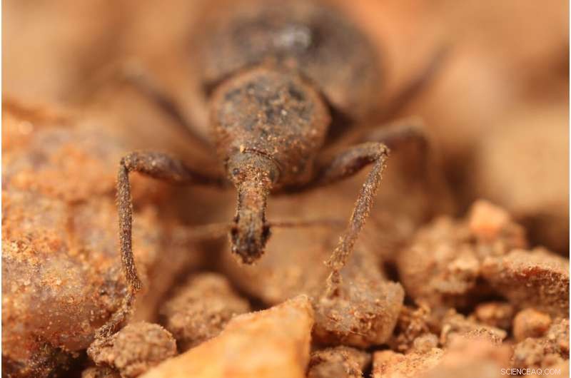 From Fish to Ants: CSIRO Names 139 New Species in Australia
