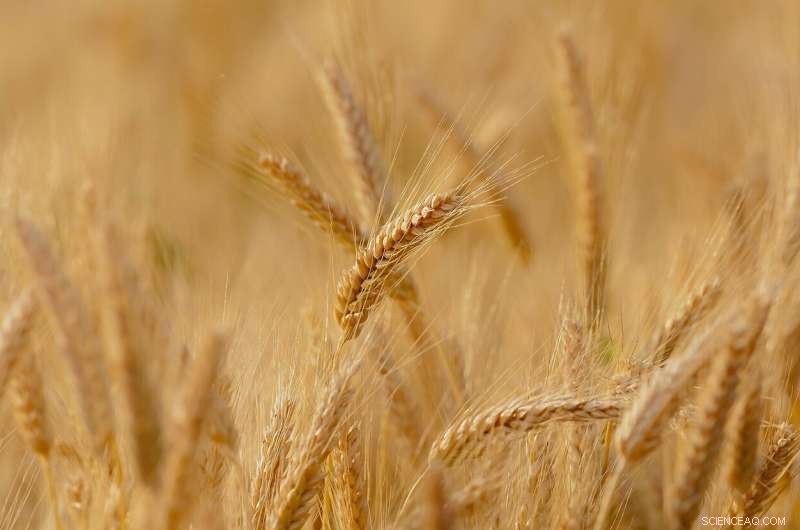 How Wild Wheat s Natural Defenses Combat Insect Pests for Food Security