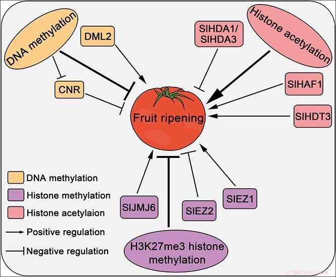 Understanding Fleshy Fruit Ripening: Key Roles of Transcription Factors and Epigenetic Modifications