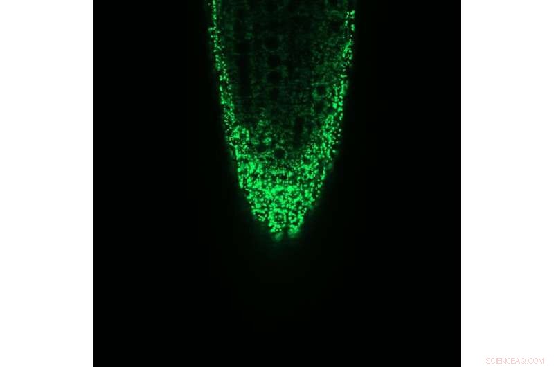 Deciphering Calcium Ion Uptake in Plant Mitochondria