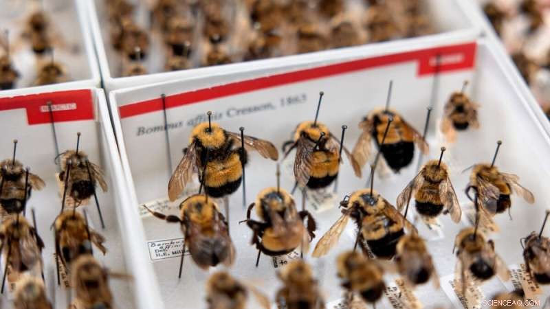 Cornell Survey Reveals Over Half of New York s Native Pollinators Face Extinction Risk