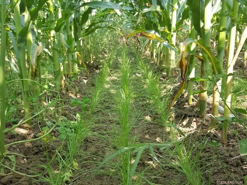 Boost Cover Crop Success with Interseeding: Research-Backed Methods for Higher Yields