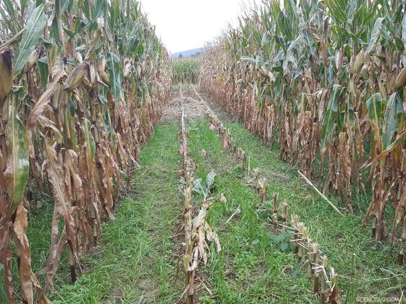 Boost Cover Crop Success with Interseeding: Research-Backed Methods for Higher Yields