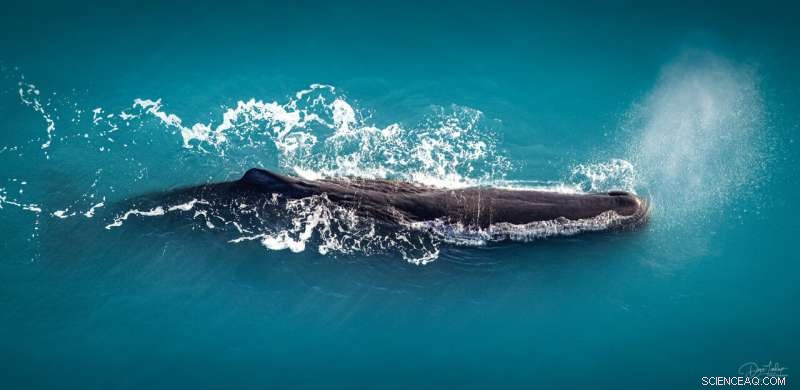 Climate Change Impacts on Whale Migration in New Zealand: A New Study