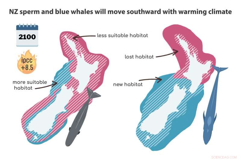 Climate Change Impacts on Whale Migration in New Zealand: A New Study