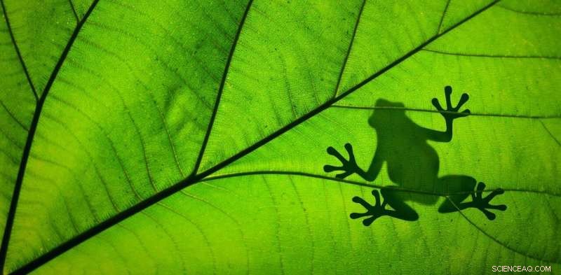 Hidden Extinction Crisis: New Study Reveals Thousands More Species at Risk