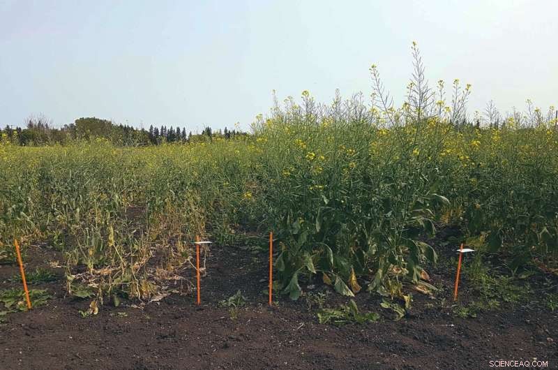 Lime as a Potential Solution for Clubroot in Canola Crops - University of Alberta Research