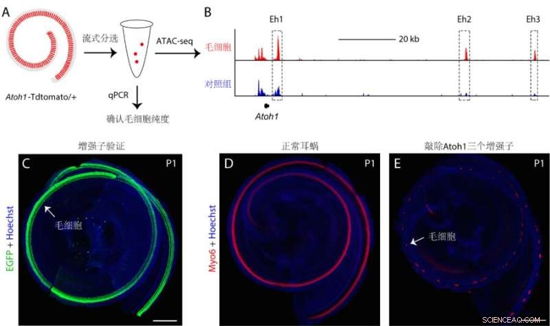 Atoh1 Enhancers Regulate Hair Cell Development: A Study in Cochlear Development