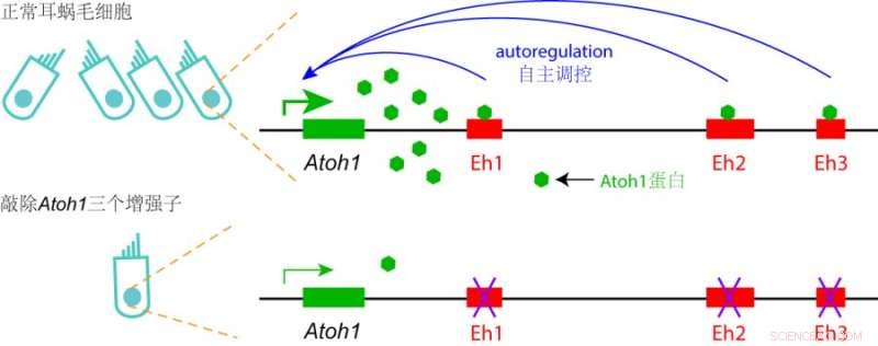 Atoh1 Enhancers Regulate Hair Cell Development: A Study in Cochlear Development