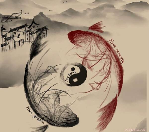 LncRNAs: Key to Balancing Plant Immunity and Growth - Research Highlights