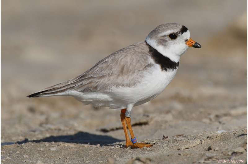 Record Breeding Season for Endangered Piping Plovers in the Great Lakes