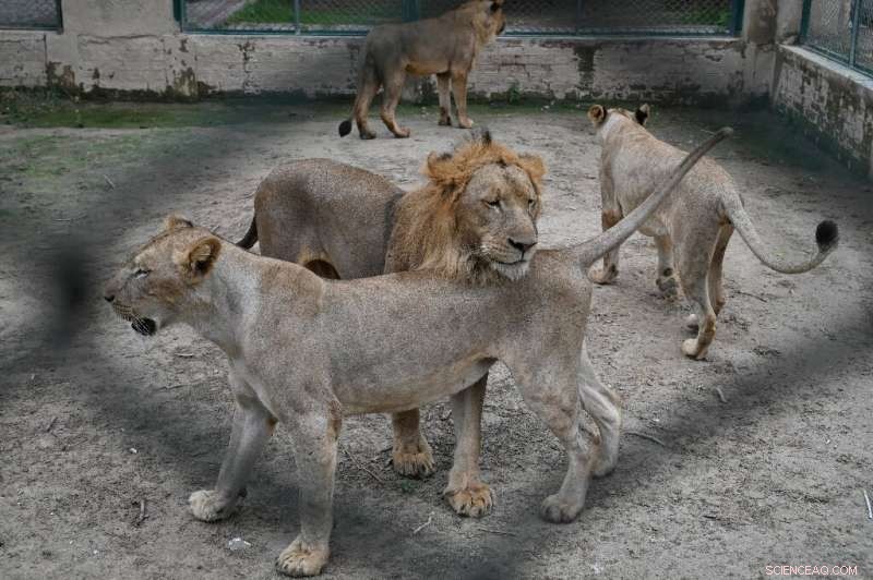 Pakistan Zoo Auctions Lions to Manage Growing Population