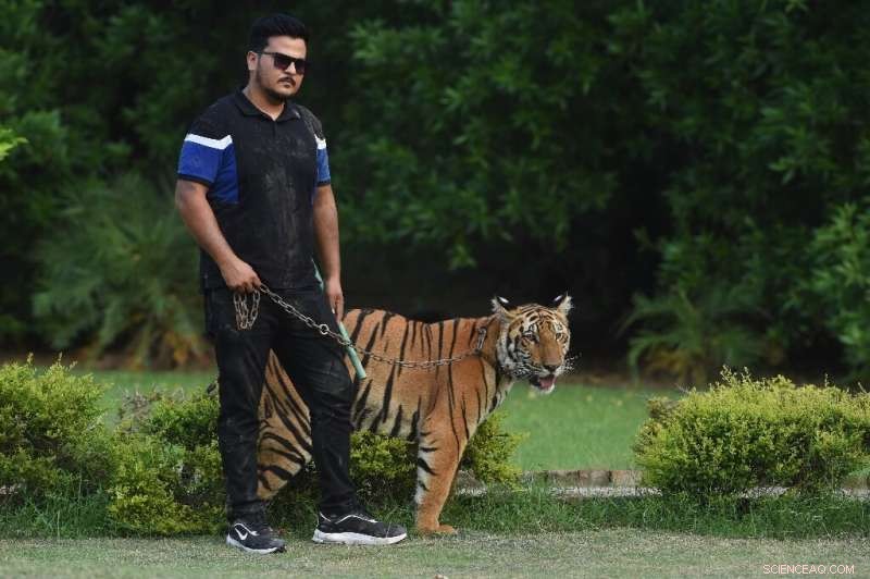 Pakistan Zoo Auctions Lions to Manage Growing Population