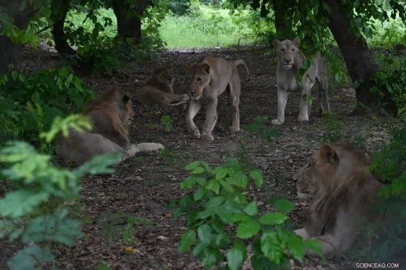 Pakistan Zoo Auctions Lions to Manage Growing Population