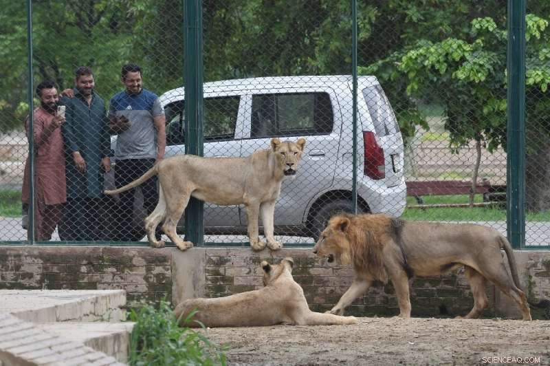 Pakistan Zoo Auctions Lions to Manage Growing Population
