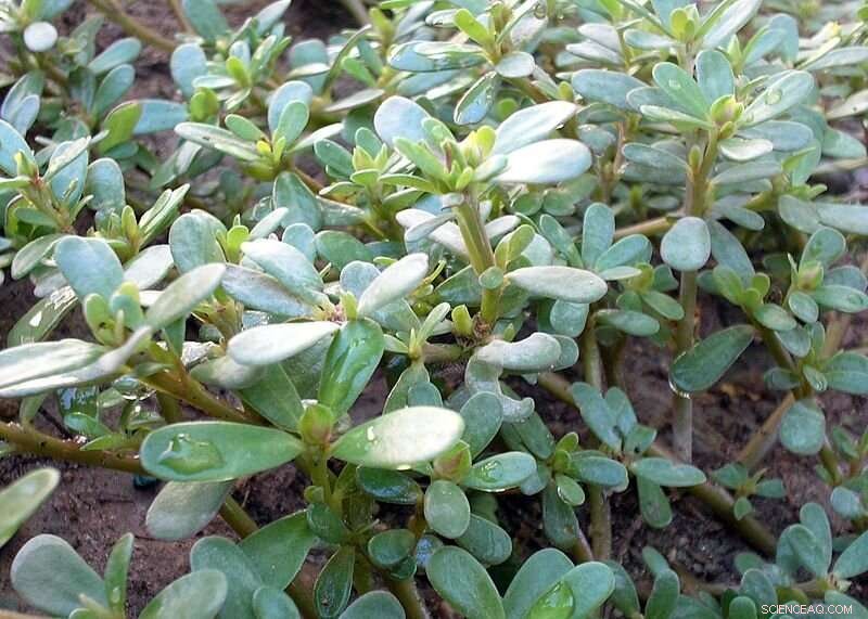 Purslane: The Surprising Key to Drought-Resistant Crops?