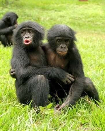 Bonobos Use  Baby Talk  to Seek Comfort When Attacked
