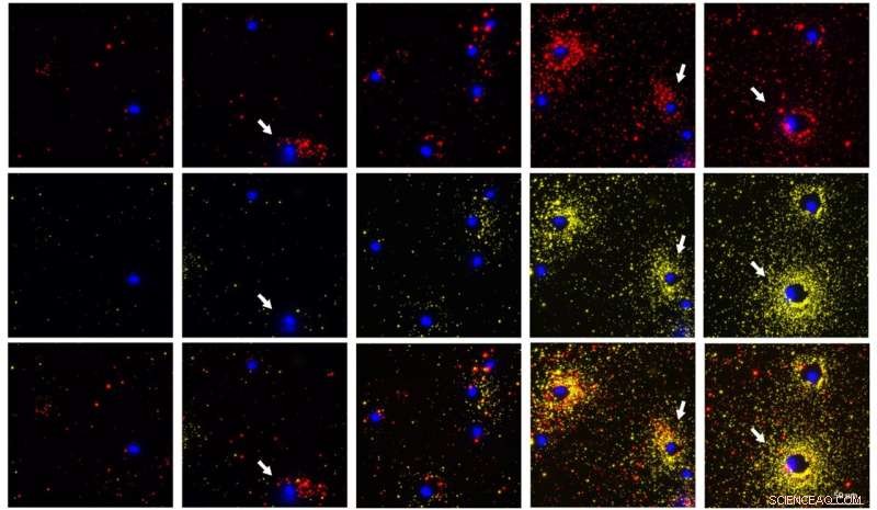 FluoroDOT Assay: Visualizing Cell Secretion with Enhanced Clarity