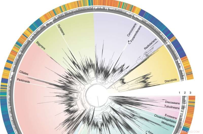Marine Microbial Evolution: Uncovering Key Processes with New Research