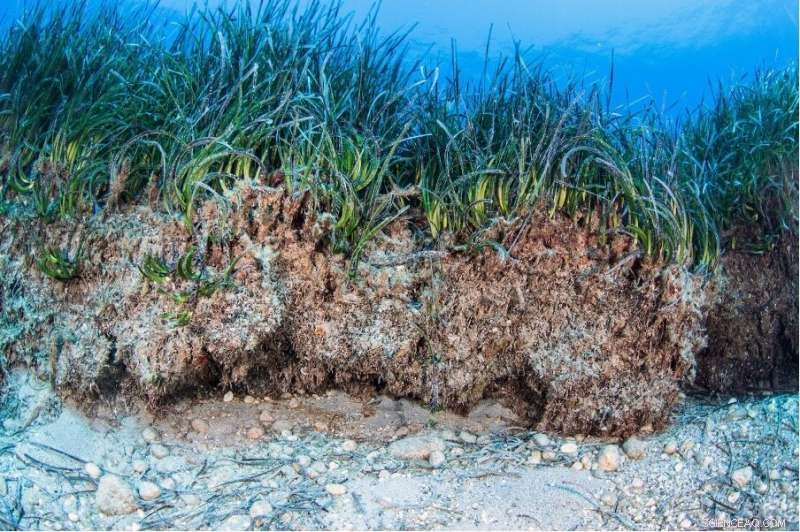 Seagrass: A Vital Ecosystem for Our Planet s Future