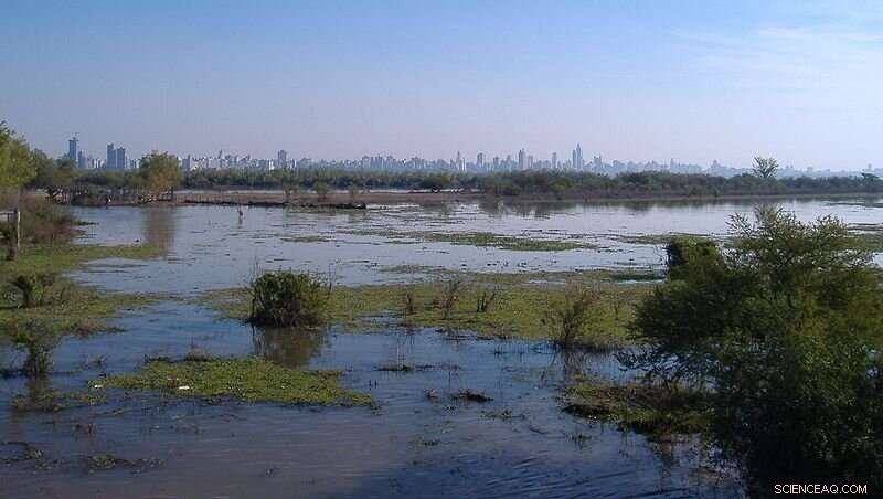 Biodiversity Loss in Brazilian Wetlands Threatens Ecosystem Health - New Study
