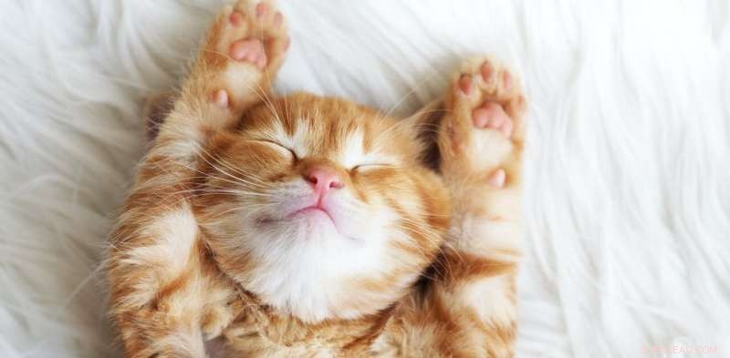 COVID-19 and Pets: What You Need to Know About Cats & Dogs