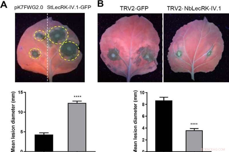 Potato Lectin StLecRK-IV.1: A Key Regulator of Late Blight Resistance