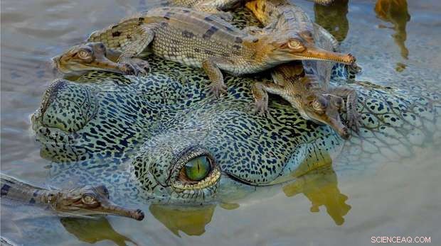 Protecting Crocodilians: Vital Ecosystem Roles at Risk