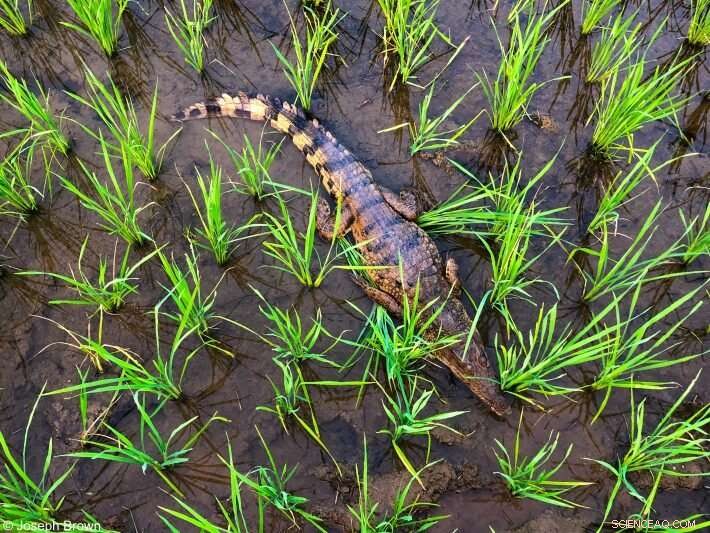 Protecting Crocodilians: Vital Ecosystem Roles at Risk