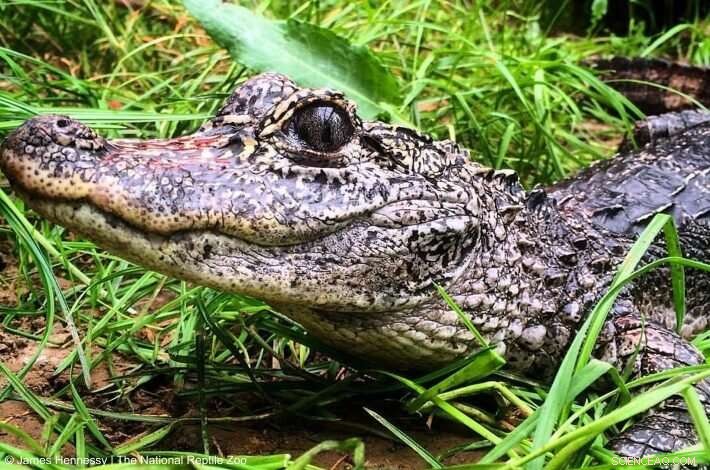 Protecting Crocodilians: Vital Ecosystem Roles at Risk