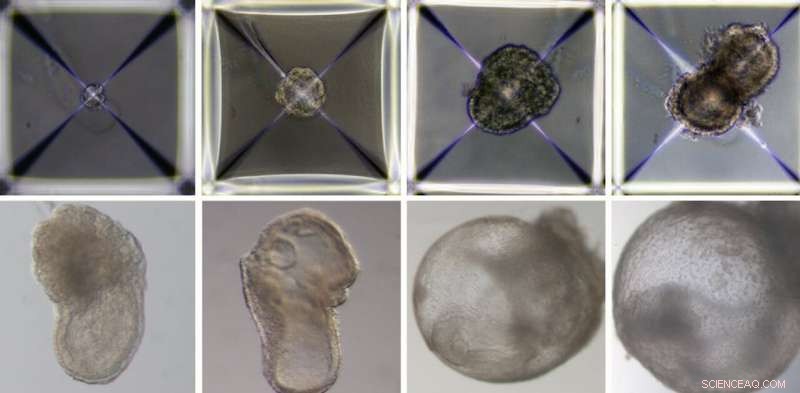 Synthetic Embryos: A Breakthrough in Biological Research