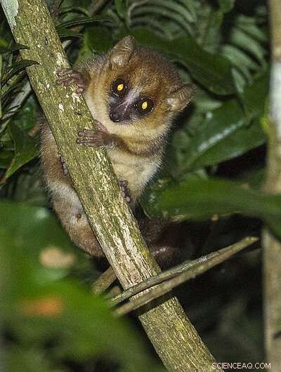 Mouse Lemur Behavior: A Year in the Life of a Madagascar Primate