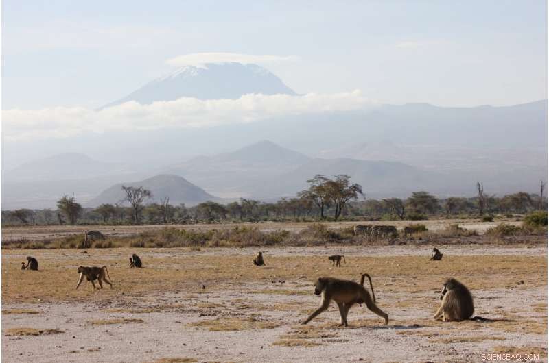 Baboon Hybridization: New Study Reveals Significant Gene Sharing with Relatives