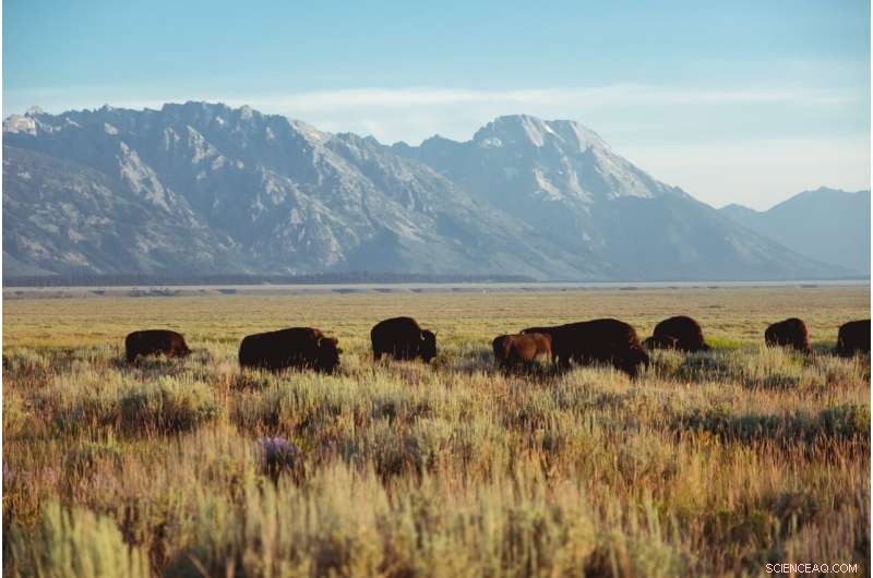 Grassland Biodiversity & Resilience: Centuries of Hidden Strength