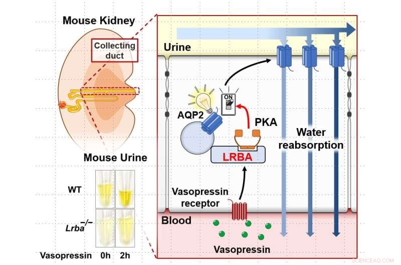 LRBA and PKA: Molecular Mechanisms of Water Balance During Dehydration