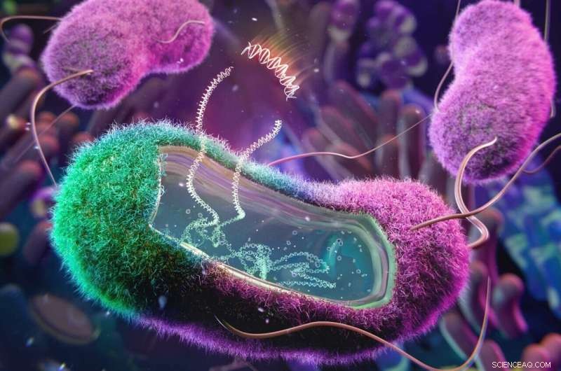 Engineered E. coli for Gut-Targeted Disease Treatment: Survival in the Host Microbiome