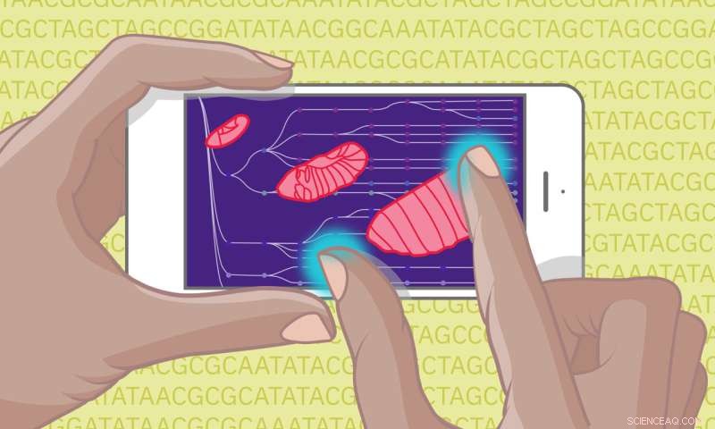 Single-Cell Atlas of Fruit Fly Embryonic Development: A New Resource