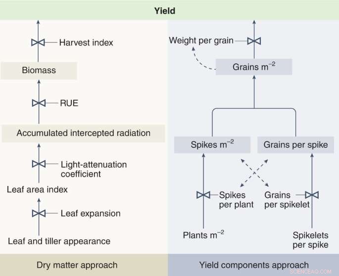 Boosting Wheat Yields: Genetic Approaches for Global Food Security