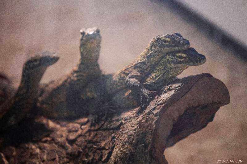 Hidden Extinction Crisis: Study Reveals Risk to Unassessed Species