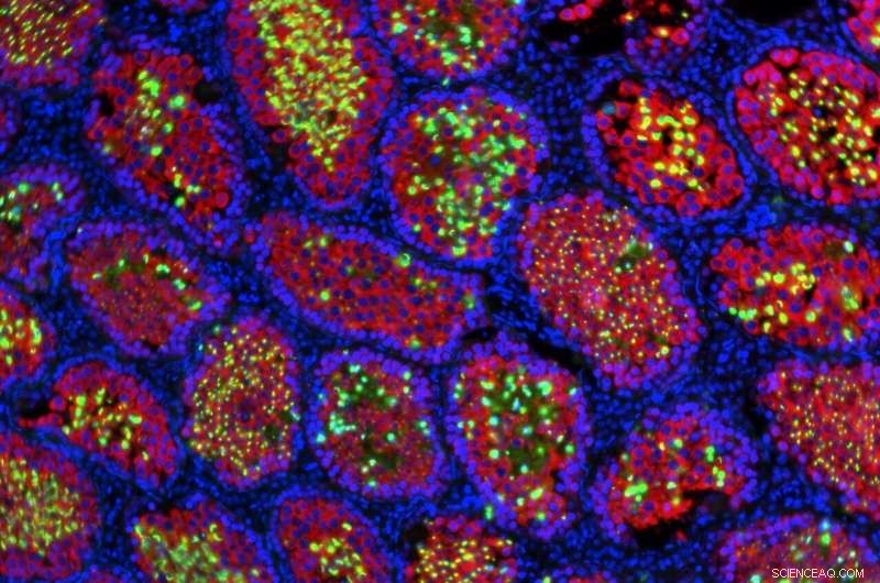 Scientists Generate Rat Sperm in Sterile Mice – Stem Cell Reports