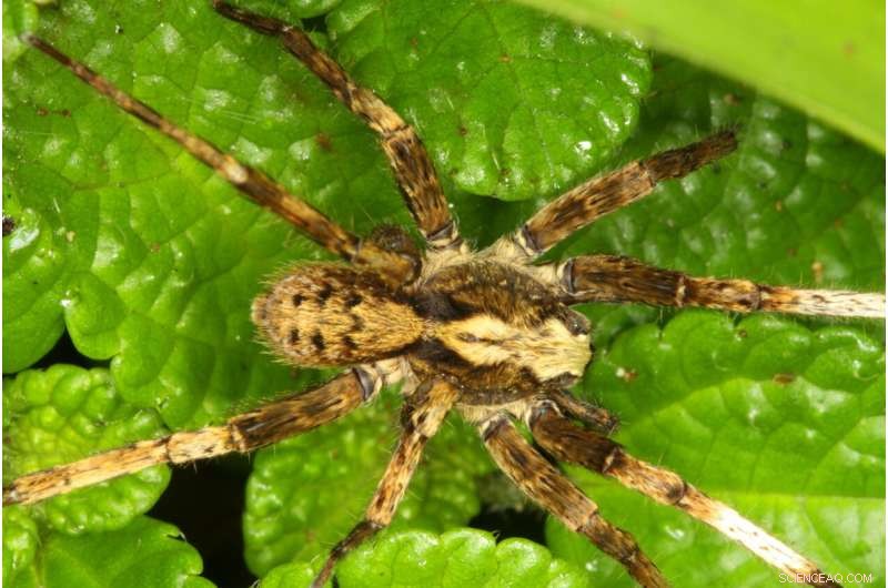 New Spider Genus Named After David Bowie by Senckenberg Arachnologist