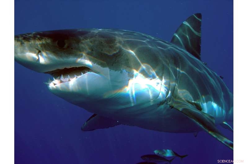 Great White Shark Population Surge in Monterey Bay Due to Warming Waters