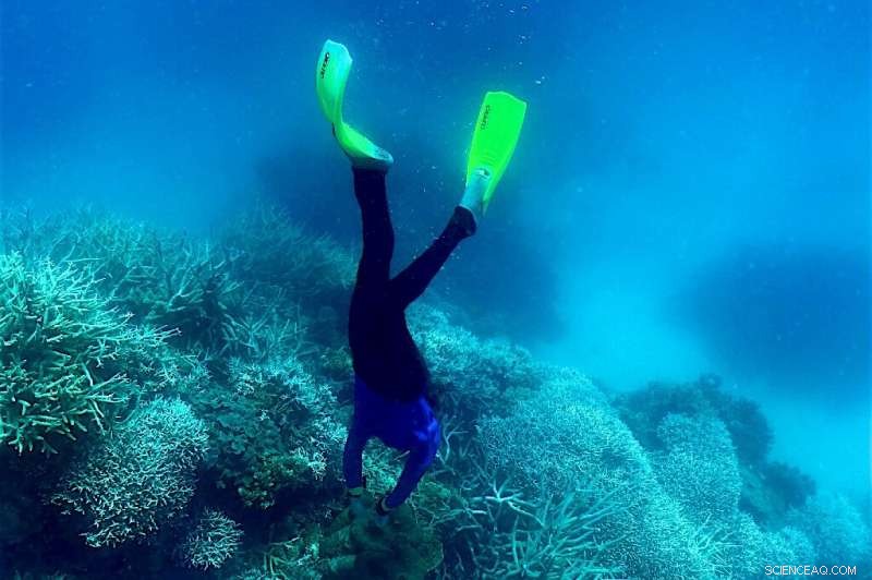 Great Barrier Reef Coral Recovery: A Sign of Hope?
