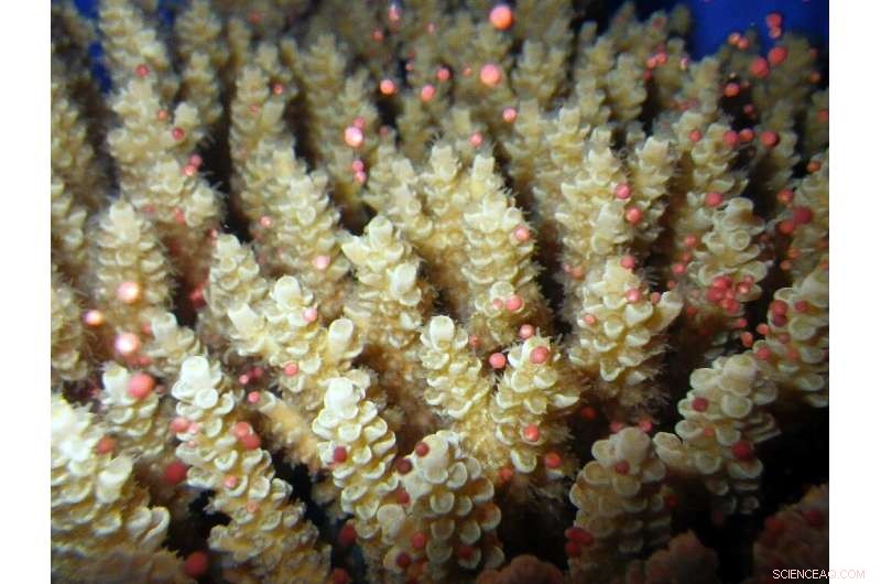 Great Barrier Reef Coral Recovery: A Sign of Hope?