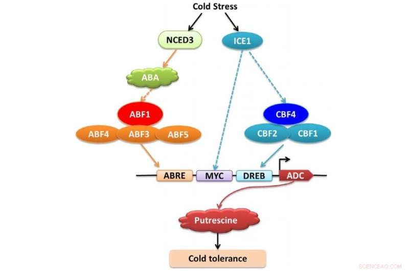 Synergistic Regulation of Cold Tolerance in Melon by PA, ABA, and CBF Pathways