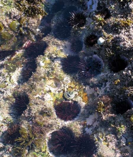 Sea Urchin Resilience: Understanding Heat Wave Survival Mechanisms