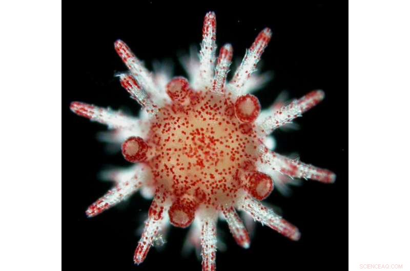 Sea Urchin Resilience: Understanding Heat Wave Survival Mechanisms
