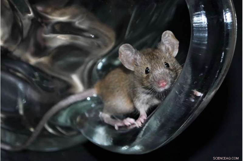 How Genetics Shapes Your Gut Microbiome Composition