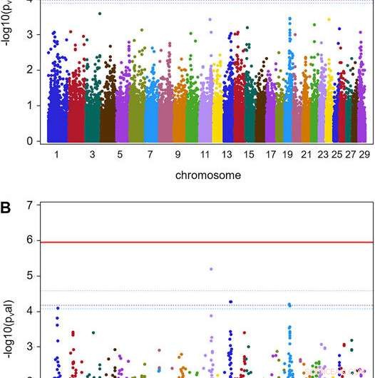 Genetic Factors Associated with Digital Dermatitis in Cattle: GWAS Analysis